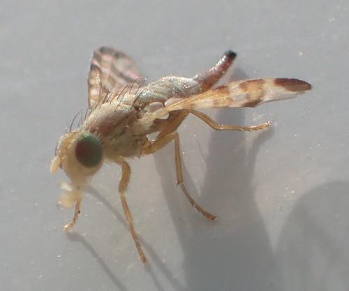Réf. 267 612 : Terellia tussilaginis